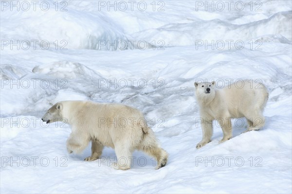 Polar Bears (Ursus maritimus)