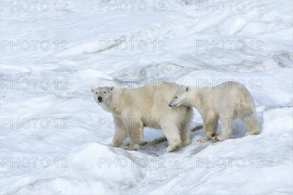 Polar Bears (Ursus maritimus)