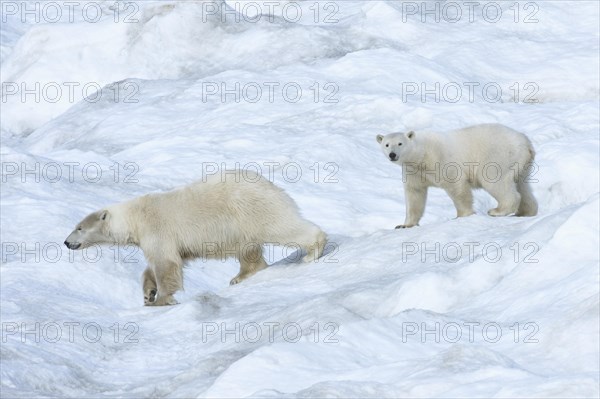 Polar Bears (Ursus maritimus)