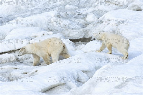 Polar Bears (Ursus maritimus)