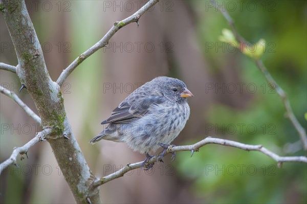 Small Tree Finch (Camarhynchus parvulus)