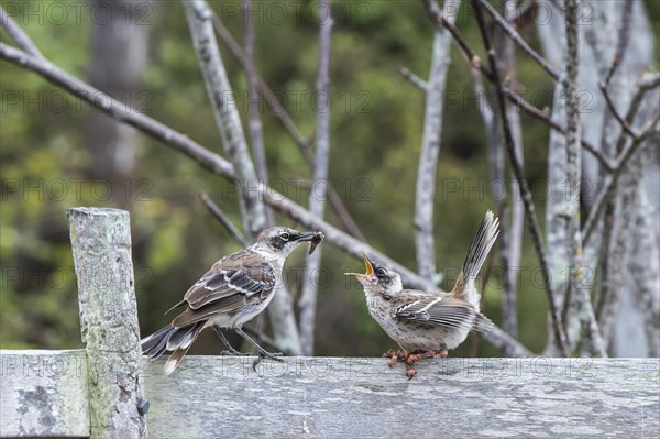 Galapagos Mockingbird (Nesomimus parvulus) feeding a chick suffering from avian pox or bird pox