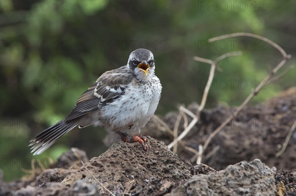 Galapagos Mockingbird (Nesomimus parvulus) suffering from avian pox or bird pox