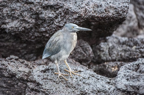 Lava Heron (Butorides sundevalli)