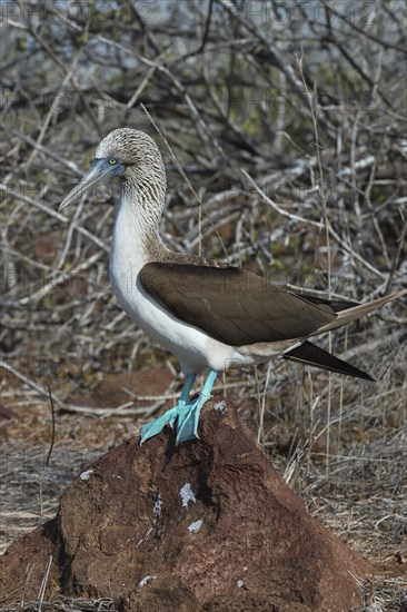 Galapagos Blue-footed Booby (Sula nebouxii excisa)