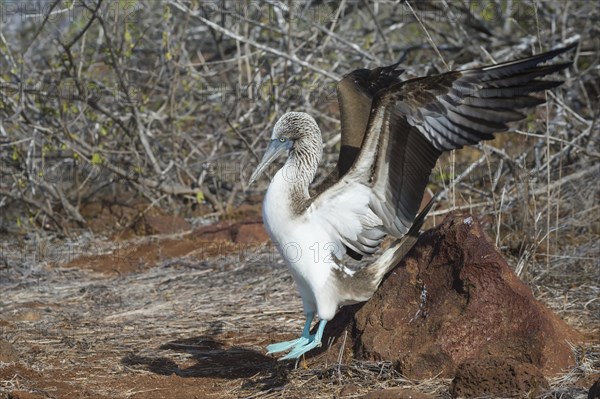 Galapagos Blue-footed Booby (Sula nebouxii excisa)