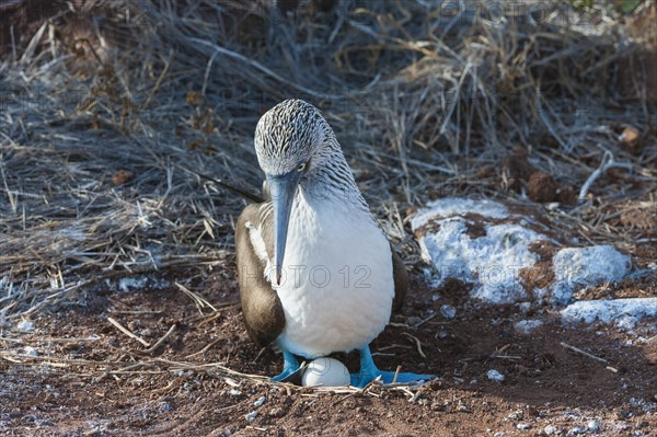 Galapagos Blue-footed Booby (Sula nebouxii excisa)