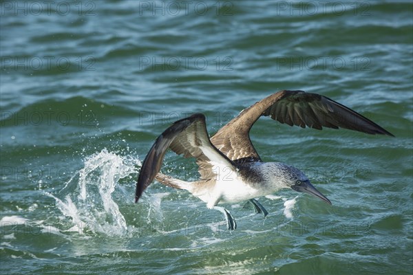 Galapagos Blue-footed Booby (Sula nebouxii excisa)