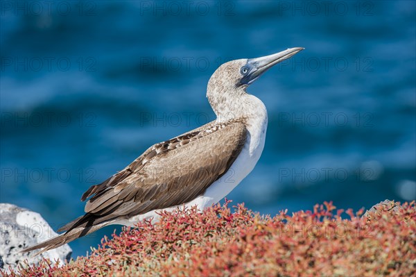 Galapagos Blue-footed Booby (Sula nebouxii excisa)