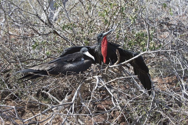 Couple of Magnificent Frigate Birds (Fregata magnificens)