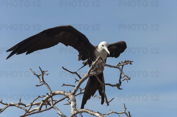 Magnificent Frigate Bird (Fregata magnificens)