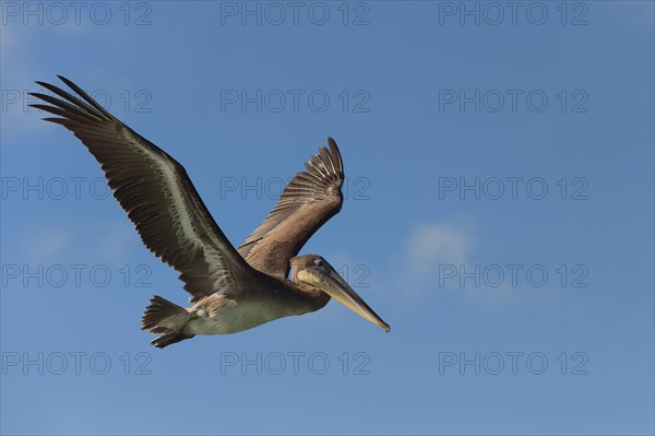Galapagos Brown Pelican (Pelecanus occidentalis urinator) in flight