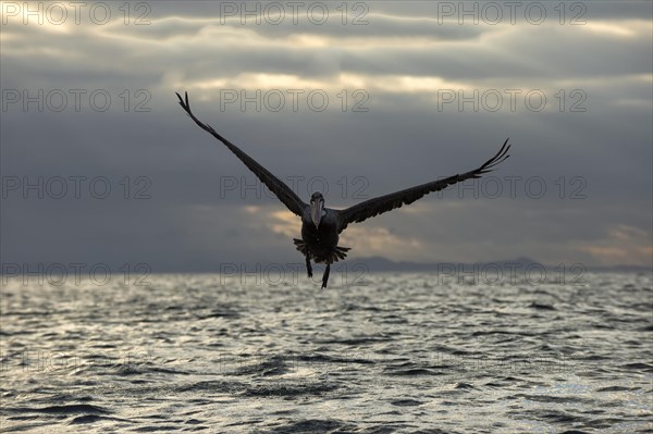 Galapagos Brown Pelican (Pelecanus occidentalis urinator) in flight at dusk