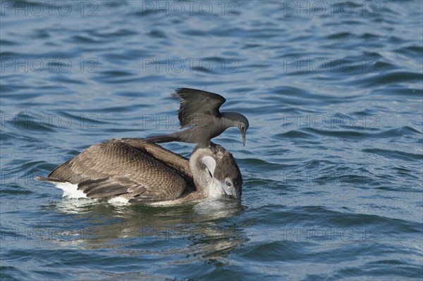 Brown Noddy (Anous stolidus galapagensis) sitting on the head of a Brown Pelican (Pelecanus occidentalis urinator) and trying to steal a fish in its beak during a feeding frenzy