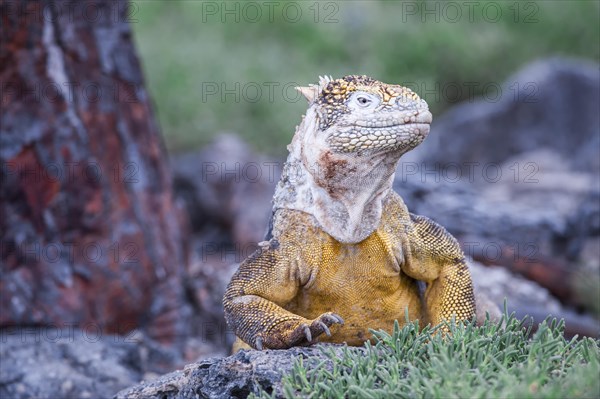 Galapagos Land Iguana (Conolophus subcristatus)