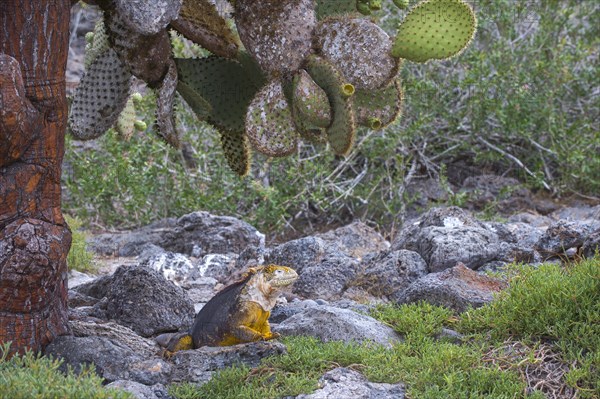 Galapagos Land Iguana (Conolophus subcristatus)