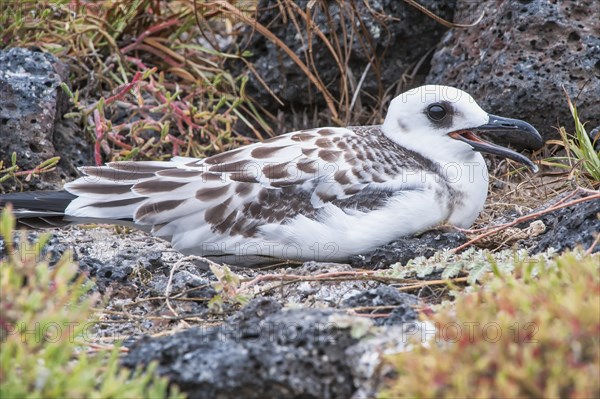 Swallow-tailed Gull (Larus furcatus syn Creagrus furcatus)