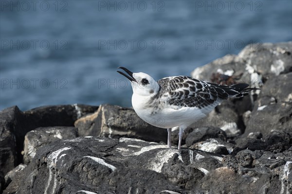 Swallow-tailed Gull (Larus furcatus syn Creagrus furcatus)