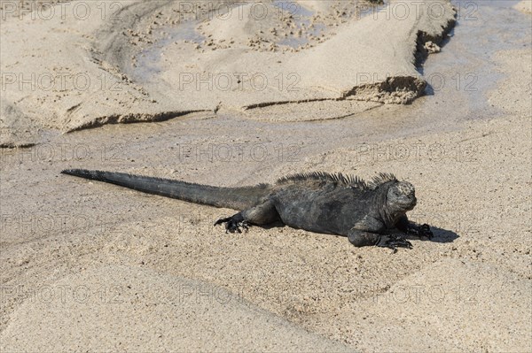 Marine Iguana (Amblyrhynchus cristatus hassi)