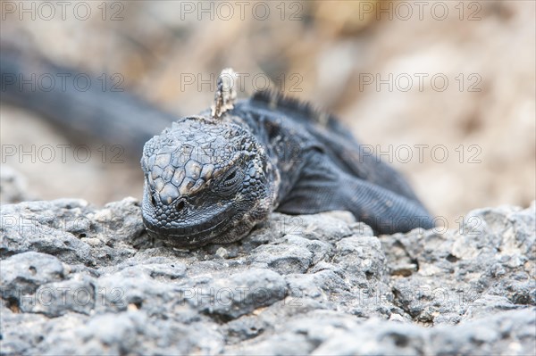 Marine Iguana (Amblyrhynchus cristatus hassi)