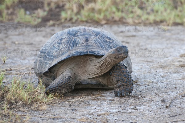 Galapagos Giant Tortoise (Geochelone elephantophus vandenburgi)