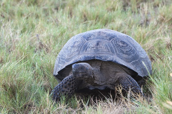 Galapagos Giant Tortoise (Geochelone elephantophus vandenburgi)