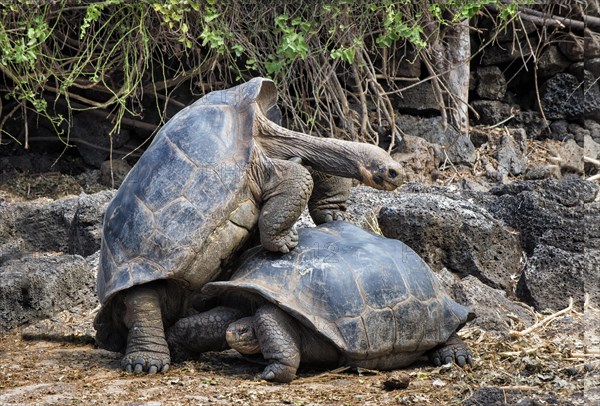 Fake mating between two male Galapagos Giant Tortoises (Geochelone Elephantophus)