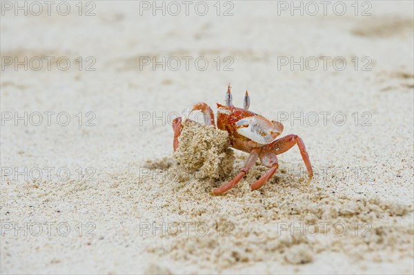 Ghost crab (Ocypode Gaudichaudii)