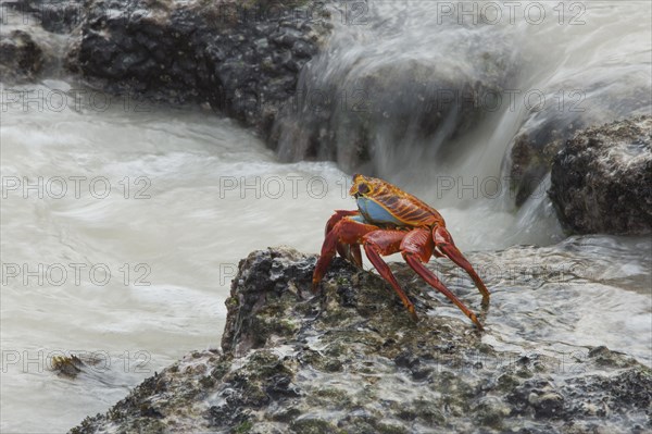 Sally Lightfoot crab (Grapsus grapsus)