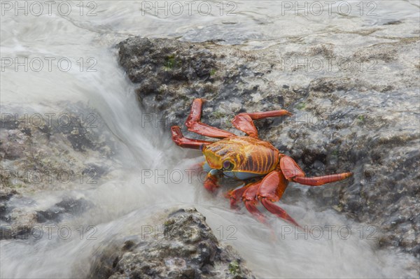 Sally Lightfoot crab (Grapsus grapsus)