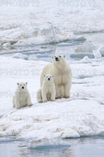 Polar Bears (Ursus maritimus) walking on an ice floe near Wrangel Island