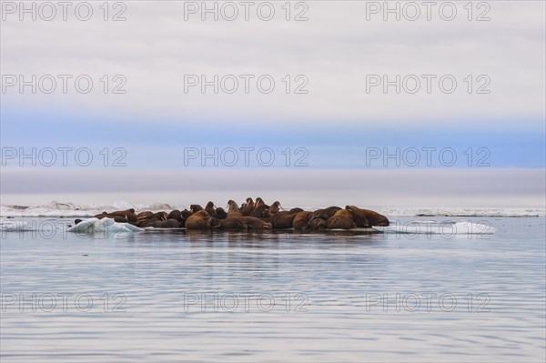 Group of Walruses (Odobenus rosmarus) resting on an ice floe