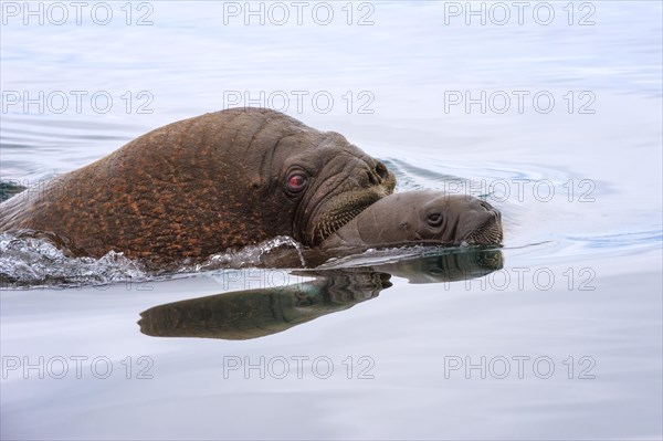 Walrus (Odobenus rosmarus) swimming in the water