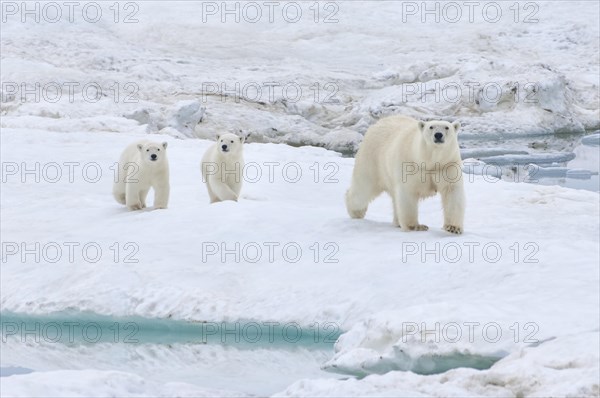 Polar Bears (Ursus maritimus) walking on an ice floe near Wrangel Island