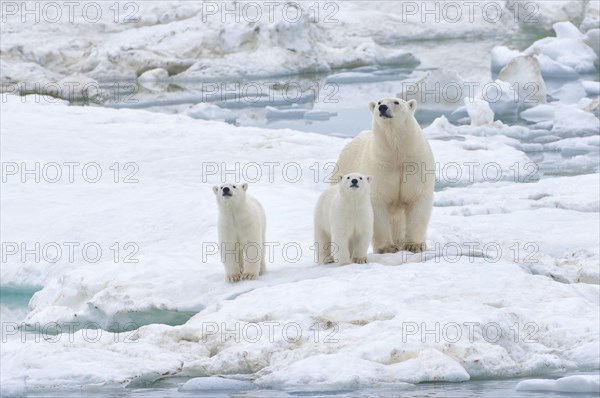 Polar Bears (Ursus maritimus) standing on an ice floe near Wrangel Island