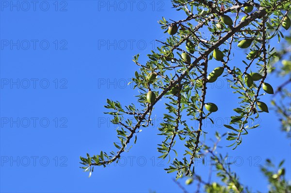 Branch of an Argan Tree (Argania spinosa) with fruit