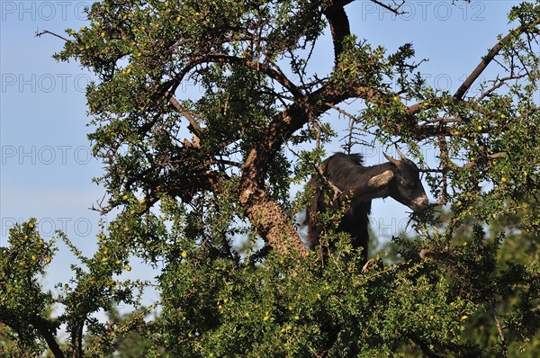 Goat eating the leaves of an Argan Tree (Argania spinosa)