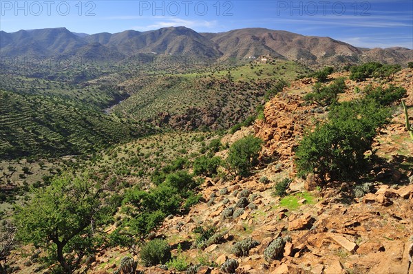 Rocky hills with Argan Trees (Argania spinosa)