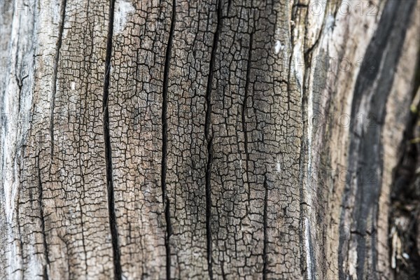 Structure of driftwood