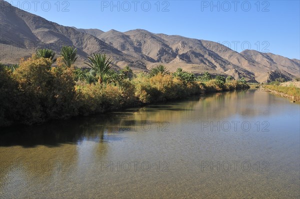 Date palms (Phoenix dactylifera) on the banks of the Draa River at Agdz