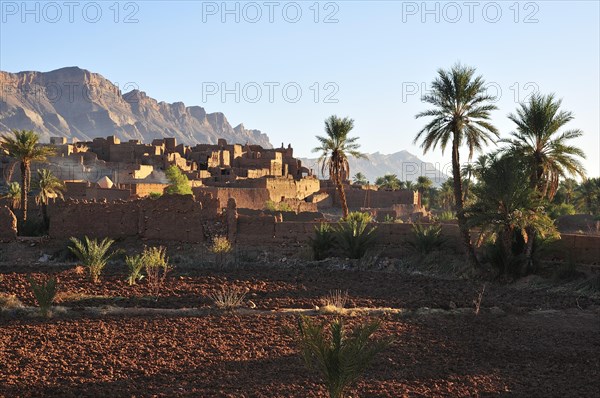 Kasbah Tamnougalt with Date Palms (Phoenix dactylifera) near Agdz