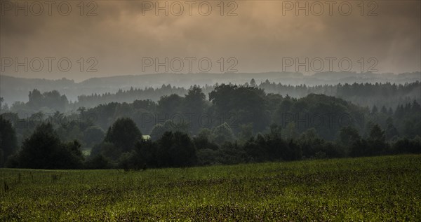 Hilly landscape with a forest and meadows