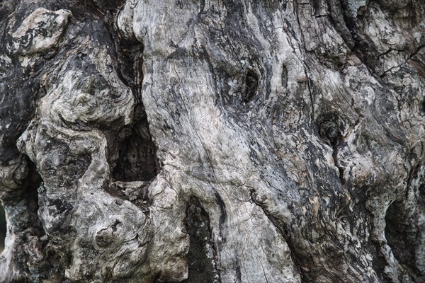 Weathered bark of an Oak tree (Quercus sp.)