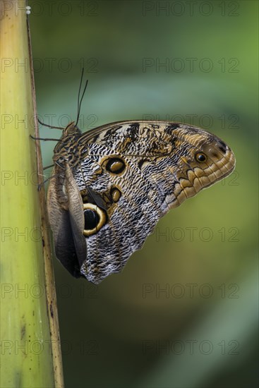 Forest Giant Owl Butterfly (Caligo eurilochus)