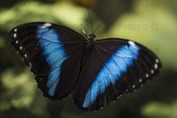 Peleides Blue Morpho