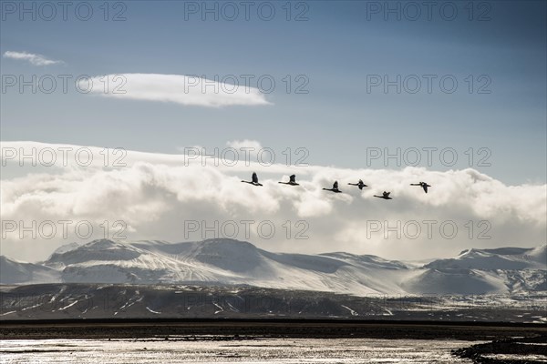 Swans in flight in front of Mount Hekla