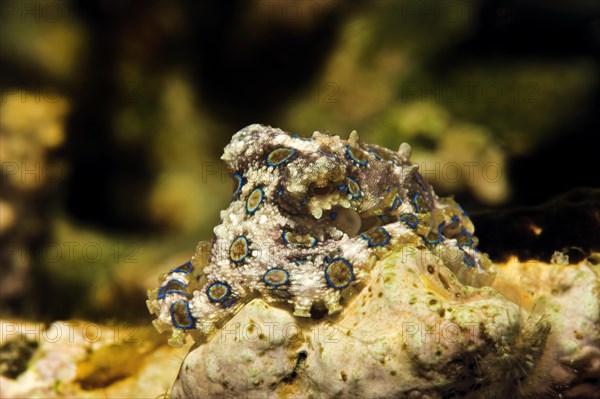 Greater Blue Ringed Octopus (Hapalochlaena lunulata)