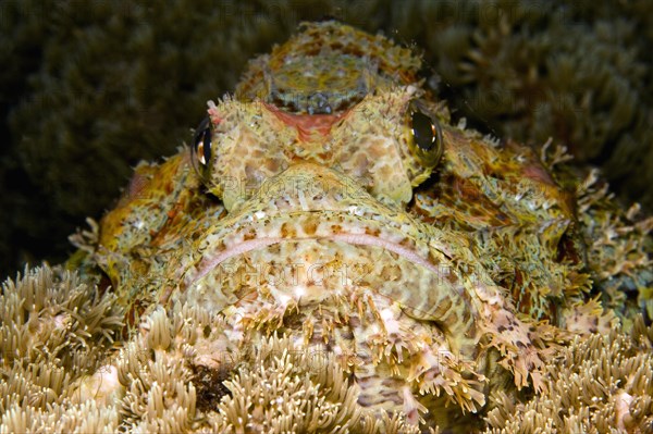 Tassled Scorpionfish (Scorpaenopsis oxycephala)