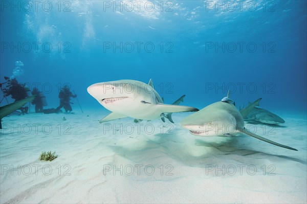 Two Atlantic Lemon Sharks (Negaprion brevirostris)