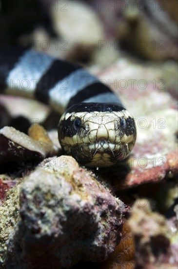 Colubrine Sea Krait